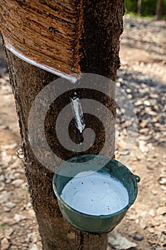 Natural rubber latex trapped from rubber tree in Thailand