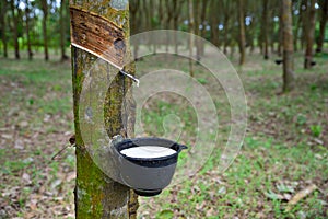 Natural rubber latex trapped from rubber tree