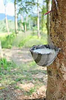 Natural rubber latex trapping from rubber tree into a black pot