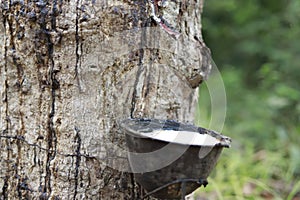 Natural rubber latex from tree