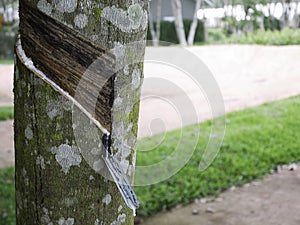 Natural rubber from Rubber tree ,Hevea brasiliensis