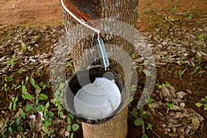 Natural Rubber Sap or Latex being Extracted by Tapping the Rubber Plant