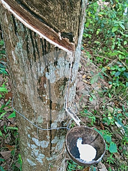 Natural rubber is used extensively in many applications and products, either alone or in combination with other materials.