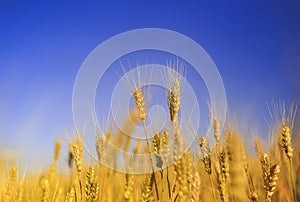 Natural rural landscape with a field of Golden wheat ears against a blue clear sky matured on a warm summer Sunny day