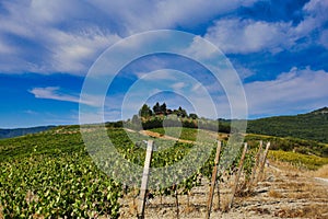 Natural rural landscape of vineyard among hills