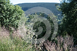 Natural and rural violet wildflowers in sunlight blooming in a backyard on the countryside summertime with trees and