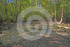 Natural Salt Lick Hidden in the Rainforest