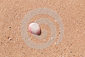 Natural sand and shell background. Black sea shell on the coast. Lonely seashell. Close up. Toned.