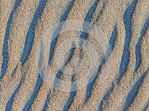 Natural sand texture. Sandy beach for background. Top view