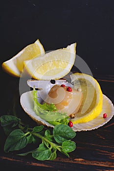 Natural scallop in the opened shell on a dark background with lemon and greens