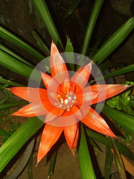Natural scarlet star in a garden photo