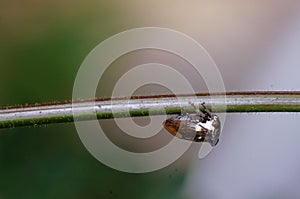 Natural scene of insect on the branch of plant