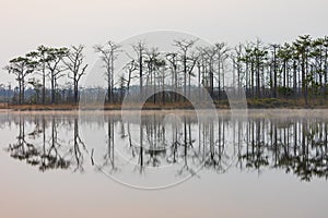 Natural scene of pine woods reflecting on flat water surface