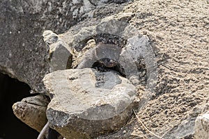 The American mink between the stones on the lake embankment