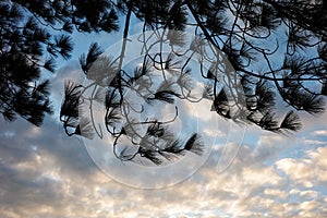 Natural scene of silhouetted pine leaves on cloudy sky