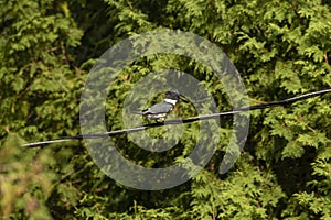 The belted kingfisher Megaceryle alcyon sitting on a wire.