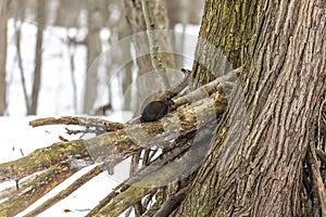 Squirrel. Eastern gray squirrel ,black form