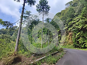 Natural scenery along the road to natural tourist attractions in Kediri Regency, East Java, Indonesia