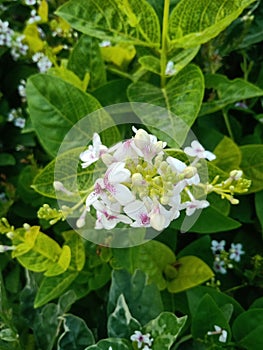 natural scenery of beautiful flowers in the garden