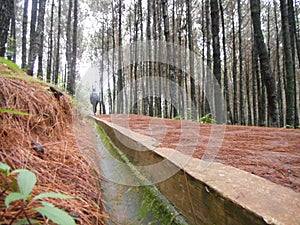 natural scenery in Bukit Bintang, Bandung, Indonesia photo