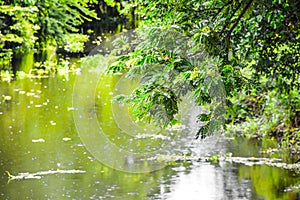 Natural scenery in the canal during rainy season, Afternoon atmosphere after rain, Beautiful green at city, Thailand, The