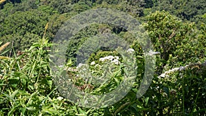 Natural scenery of dense forest from a cliff