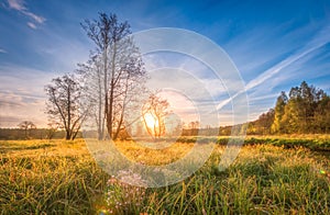 Natural scenery landscape on meadow on bright sunrise on spring morning. Spring grass, trees and blue sky over horizon.