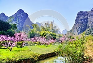 Natural scenery, peach blossom and karst landform. China guilin