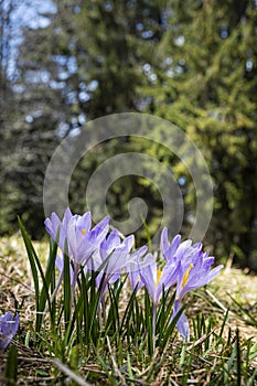 Natural scenery, Polana mountains, Slovakia