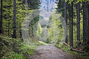 Natural scenery, Polana mountains, Slovakia