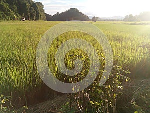 Natural scenery of rice fields in Malinau district in the afternoon