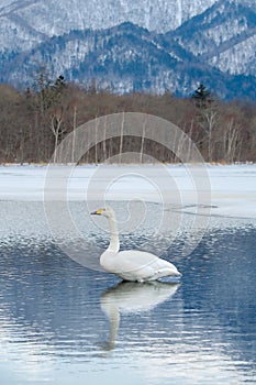 Swan on a frozen winter lake. Lake Kussharo in Hokkaido. photo