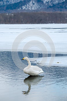 Swan on a frozen winter lake. Lake Kussharo in Hokkaido. photo