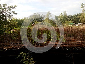 Natural scenes of betel leaf borouj in bangladesh