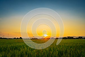 Natural scenic beautiful sunset and rice field agricultural background