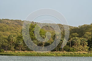 Natural scenic landscape view of rajbagh lake green palm trees and in background hills or mountains at ranthambore national park