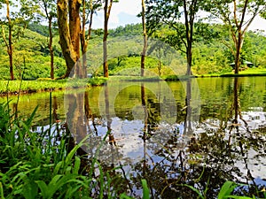 Natural scenic view of water reflection from pond