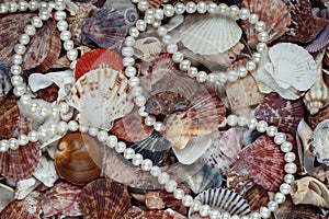 Natural sea background from many shells of different shapes and