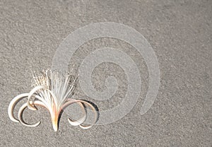 Natural Sea Flower, on a Blank Background, Room for Text