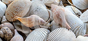 Natural sea shell collection panorama