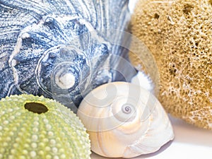 Natural sea shells, urchins, sponges and snails, collection in different colors. Lightning whelk shell