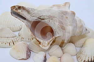 natural sea shells, white background