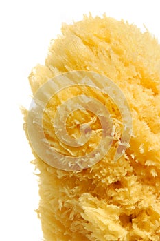 Natural Sea Sponge