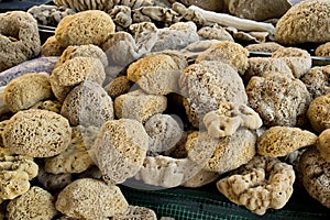 Natural sea sponge