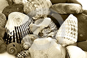 Prírodné more kamene na sépia 