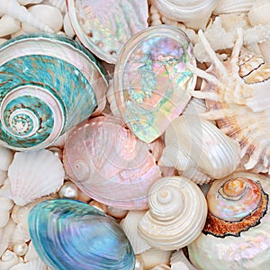 Natural Seashell Beauty with Mother of Pearl Shells