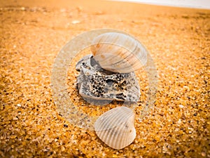 Natural seashells on the beach
