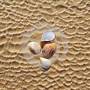 The natural of seashells on a beach creates an exotic The tropical weather and of nature make for a perfect vacation