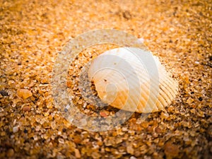 Natural seashells on the beach