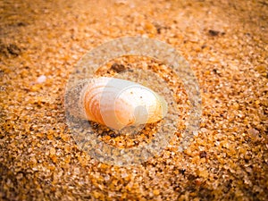 Natural seashells on the beach